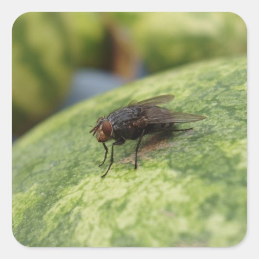 GIANT Fly Sticker Set (Voorkant)