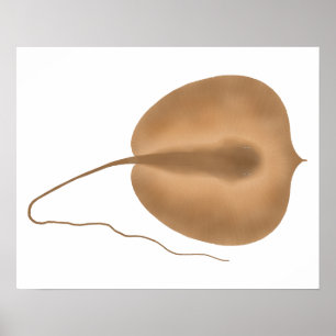 Giant Freshwater Stingray Poster