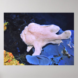 Giant Frogfish-White Poster
