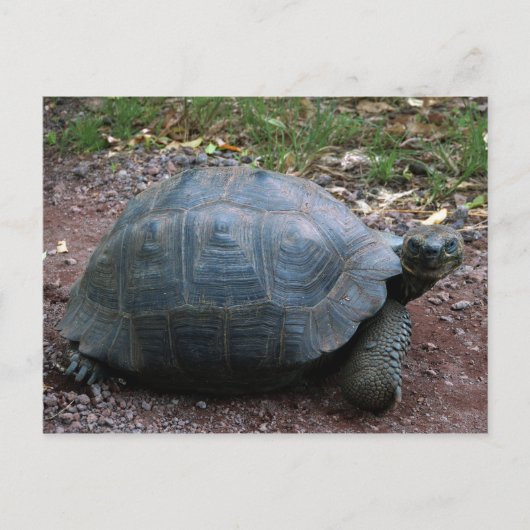 Giant Galapagos Tortoise Briefkaart (Voorkant)