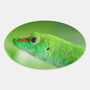 Giant Green Day Gecko - Phelsuma grandis Ovale Sticker
