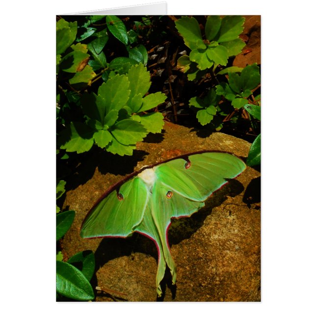 Giant Green Luna moth (Voorkant)