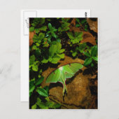Giant Green Luna moth Briefkaart (Voorkant / Achterkant)