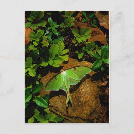Giant Green Luna moth Briefkaart (Voorkant)
