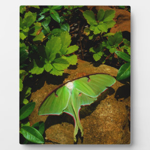 Giant Green Luna moth Fotoplaat