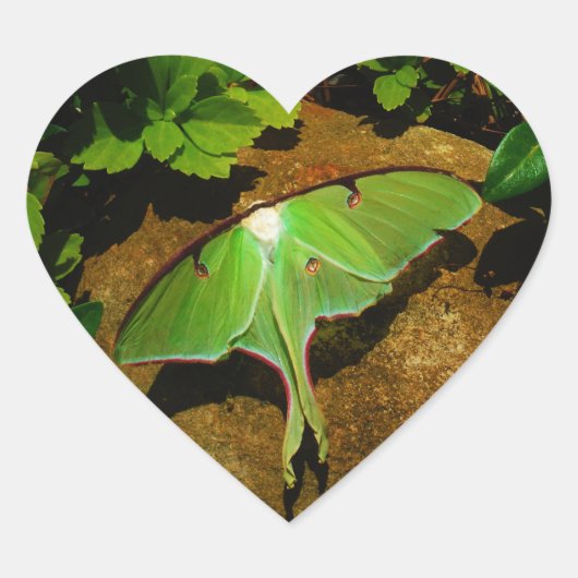 Giant Green Luna moth Hart Sticker (Voorkant)