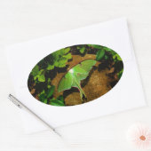 Giant Green Luna moth Ovale Sticker (Envelop)
