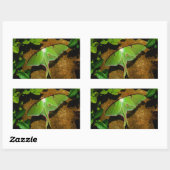 Giant Green Luna moth Rechthoekige Sticker (Vel)