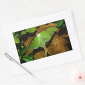 Giant Green Luna moth Rechthoekige Sticker (Envelop)
