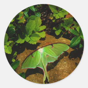 Giant Green Luna moth Ronde Sticker