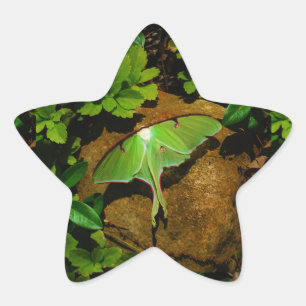 Giant Green Luna moth Ster Sticker