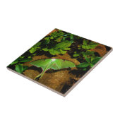 Giant Green Luna moth Tegeltje (Zijkant)