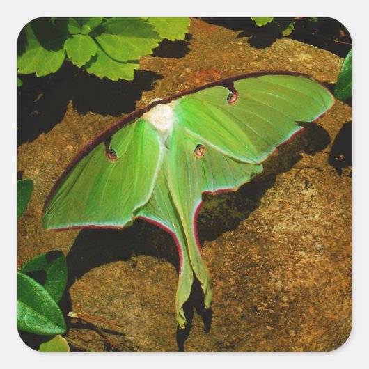 Giant Green Luna moth Vierkante Sticker (Voorkant)