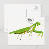 Giant Green Praying Mantis Briefkaart (Voorkant / Achterkant)