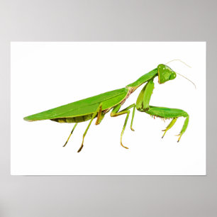 Giant Green Praying Mantis Poster
