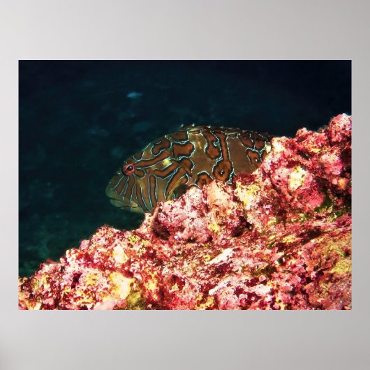 Giant Hawkfish-Galapagos Poster (Voorkant)