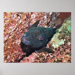 Giant Hawkfish Portret Poster
