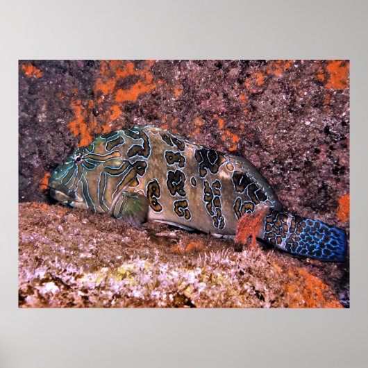 Giant Hawkfish Poster (Voorkant)