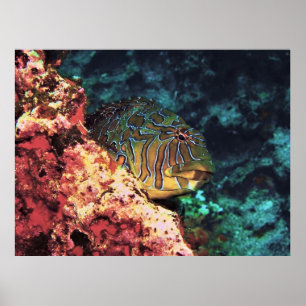 Giant Hawkfish van Galapagos Poster