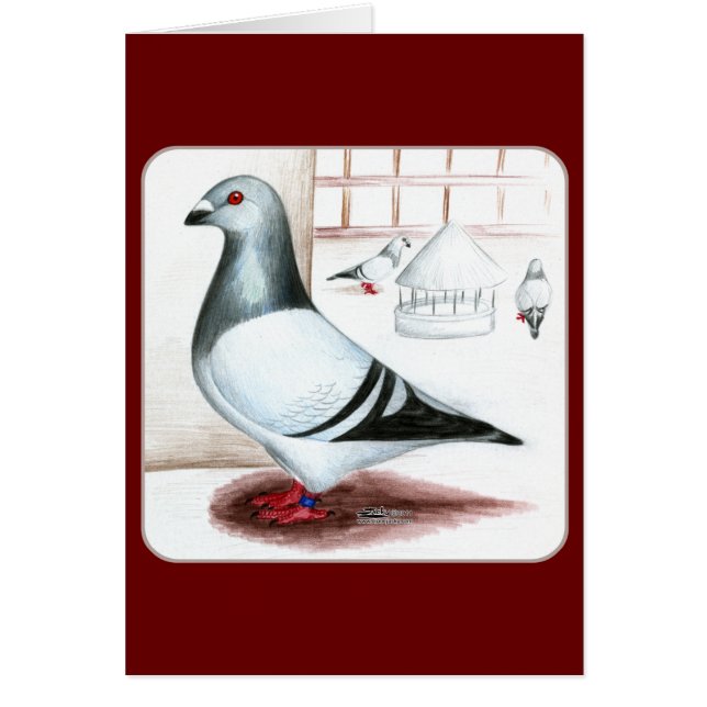 Giant Homer Pigeon 1973 (Devant)