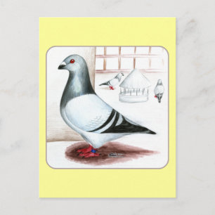 Giant Homer Pigeon 1973 Briefkaart