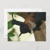 Giant Indian Fruit Bat Briefkaart (Voorkant / Achterkant)