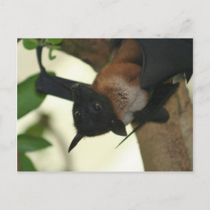 Giant Indian Fruit Bat Briefkaart