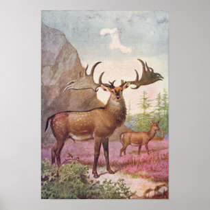 Giant Irish Deer Prehistorische Animals Antiek Pri Poster