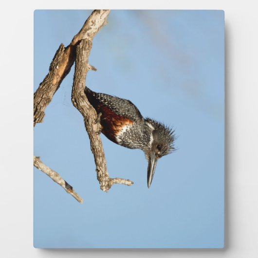 Giant Kingfisher Fotoplaat (Voorkant)