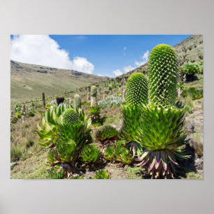 Giant Lobelia (Lobelia deckenii) op de berg Kenia Poster
