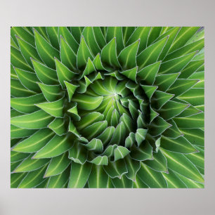 Giant Lobelia Nationaal park Mount Kenya, Kenia Poster