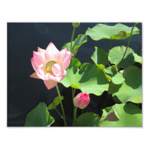 Giant Lotus Flower foto Afdruk