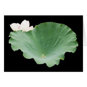 Giant Lotus Leaf met Bloom