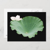 Giant Lotus Leaf met Bloom Briefkaart (Voorkant / Achterkant)