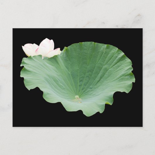 Giant Lotus Leaf met Bloom Briefkaart (Voorkant)