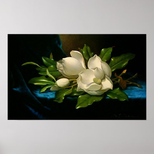 Giant Magnolias op een Blue Velvet Cloth Poster (Voorkant)