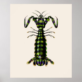 Giant Mantis Shrimp Poster