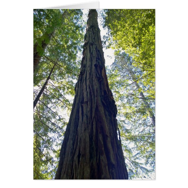 Giant Neverending Redwood-structuur (Voorkant)