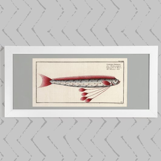 Giant Oarfish na een druk van 18e eeuw Poster