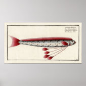 Giant Oarfish na een druk van 18e eeuw Poster (Voorkant)
