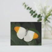 Giant Oranje Tip Butterfly Briefkaart (Staand voorkant)
