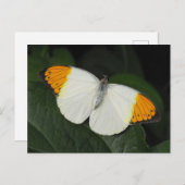 Giant Oranje Tip Butterfly Briefkaart (Voorkant / Achterkant)