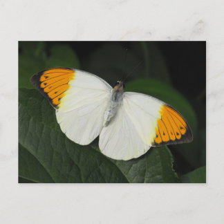 Giant Oranje Tip Butterfly Briefkaart