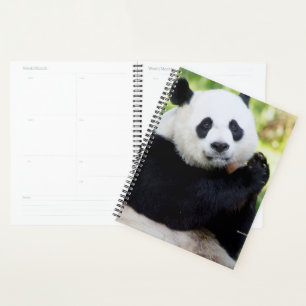 Giant Panda assis