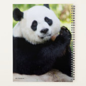 Giant Panda assis (Dos)