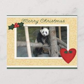 Giant Panda Bear or Baby Panda Christmas Postcard Feestdagenkaart