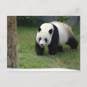 Giant Panda Bear Postcard Briefkaart (Voorkant)