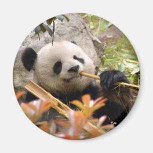 Giant Panda Beer & Baby Panda Magnet Magneet