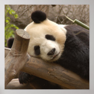 Giant Panda Beer & Baby Panda Poster