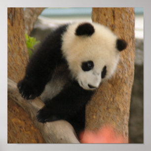 Giant Panda Beer & Baby Panda Poster